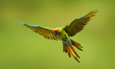 守护濒危生命的一天  |  大绿金刚鹦鹉, 墨西哥 (© Ondrej Prosicky/Shutterstock) - 2025/05/16