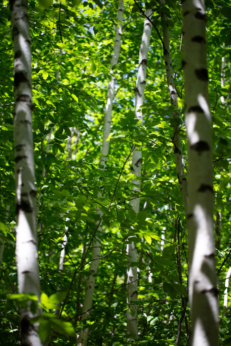 Birch Tree Forest