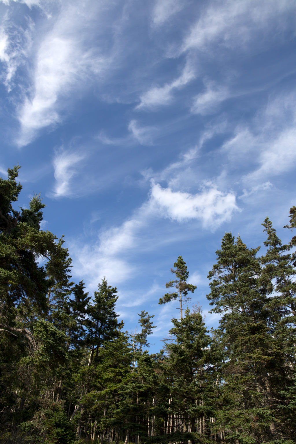 Looking Up on a Summer Day