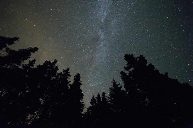 Dark Tree Silhouettes Under Night Sky