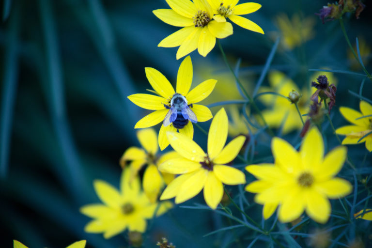 Bee on Yellow Flower