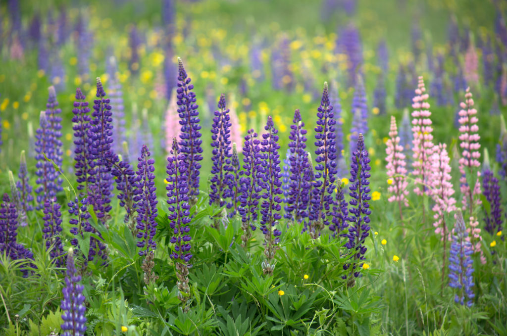 Field of Lupines