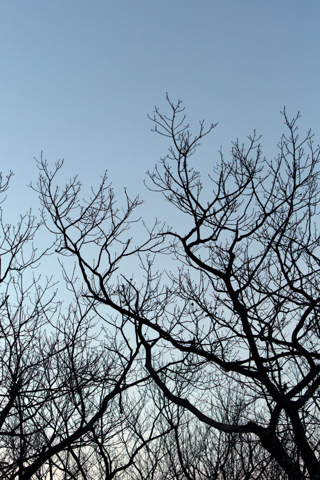 Silhouetted Tree Branches