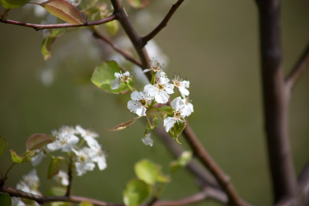 Flowering Tree