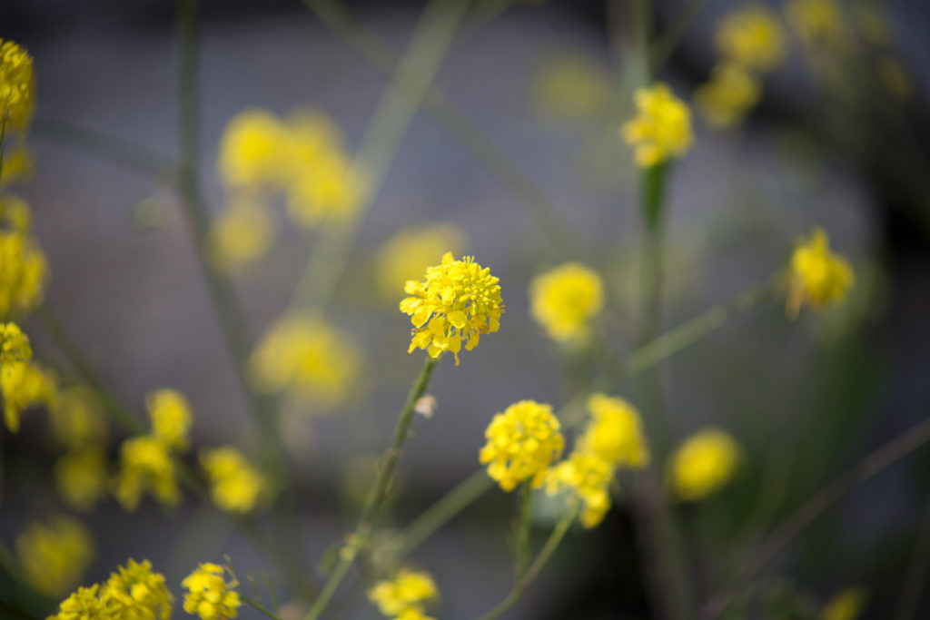 Small Yellow Flowers