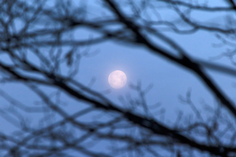 Soft Focus Moon Through the Trees