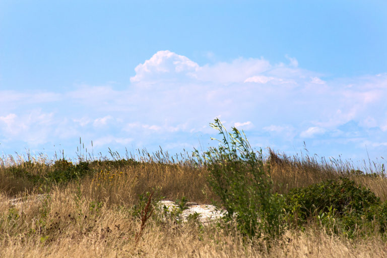 Brown Grassy Field