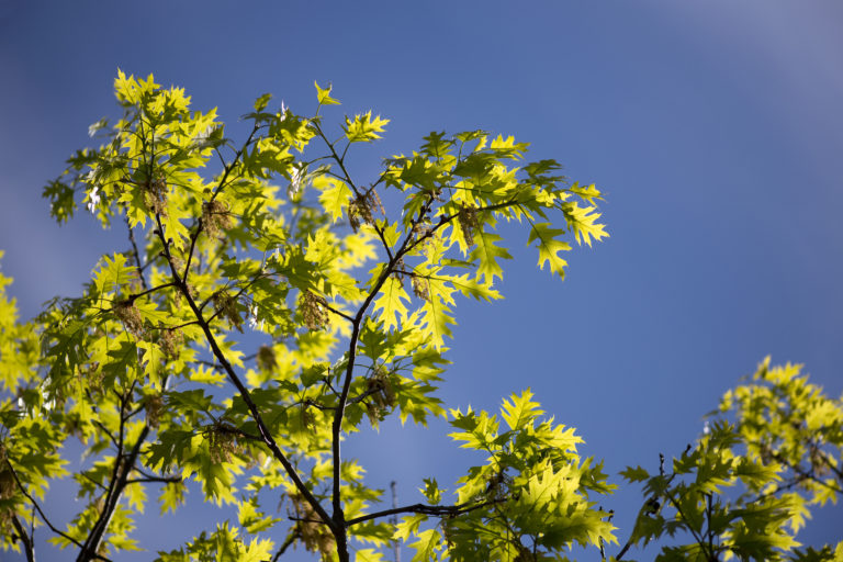 Summer Tree Limb