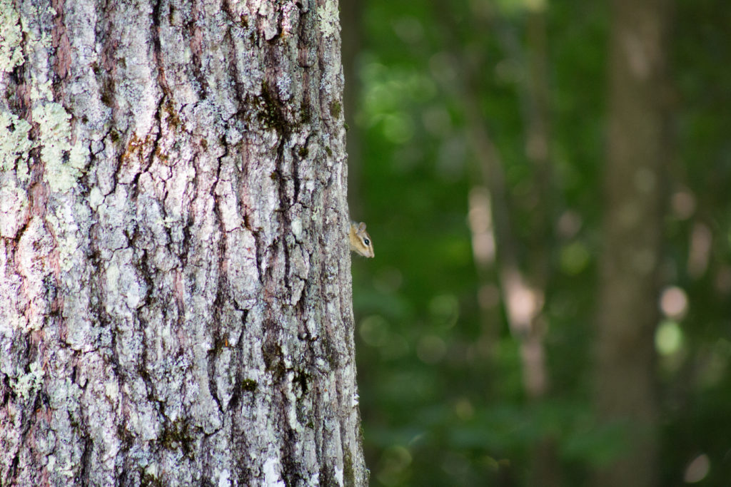 Tiny Chipmunk Peeking Out From Behind Large Tree