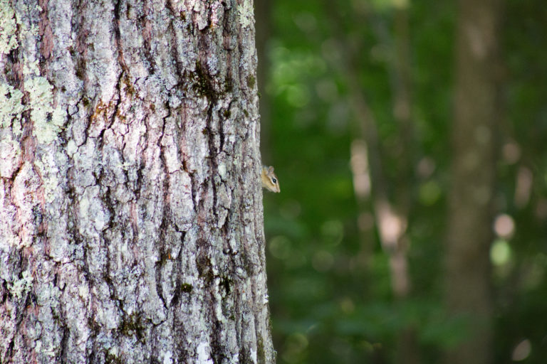 Tiny Chipmunk Peeking Out From Behind Large Tree