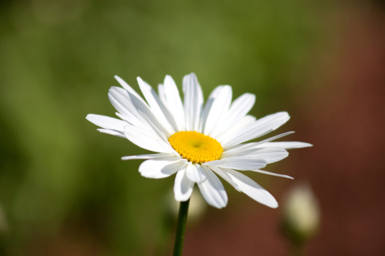 Daisy Looking Towards the Sky