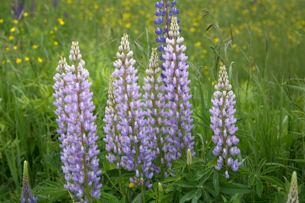 Pale Purple Lupines