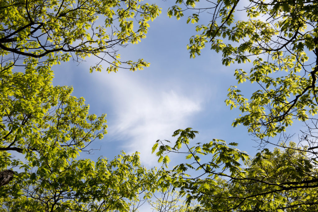 Tree Branches Framing Sky