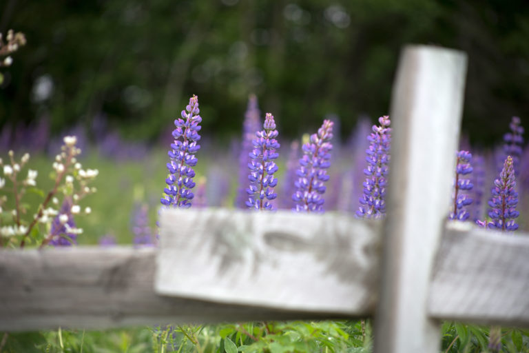 Lupines Past a Split-Rail Fence