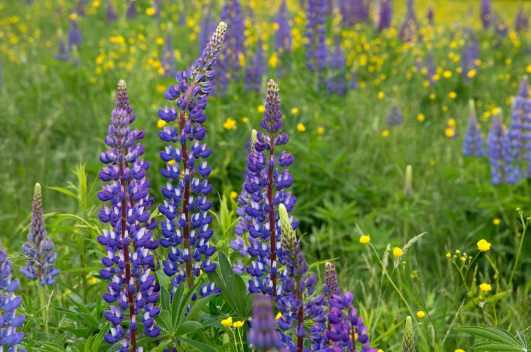 Wildflowers in the Field