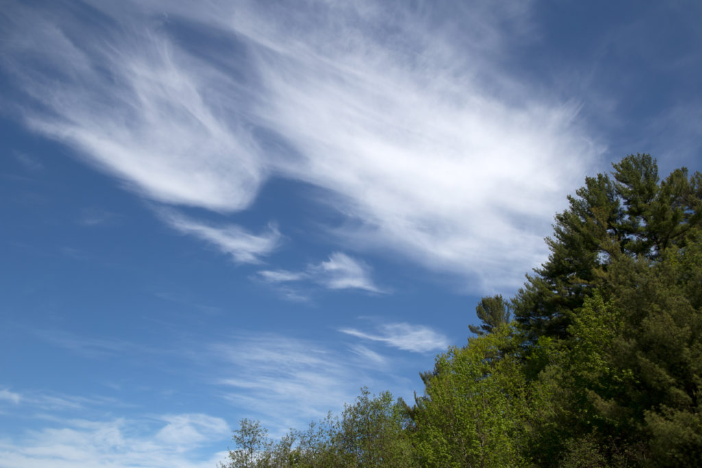 Summer Sky and Green Treetops