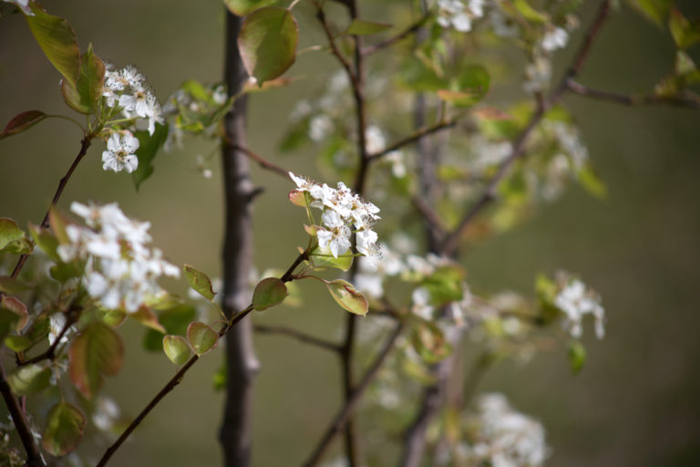 Fruit Tree in Bloom