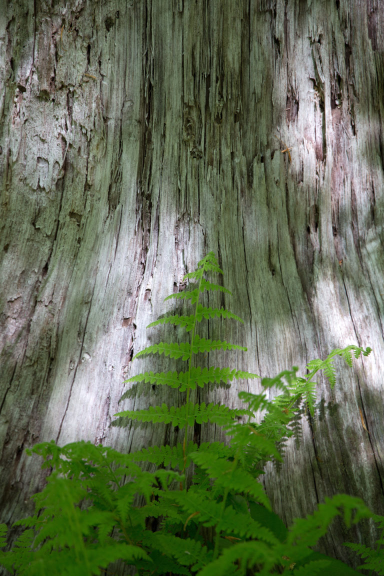 Ferns and Shadows