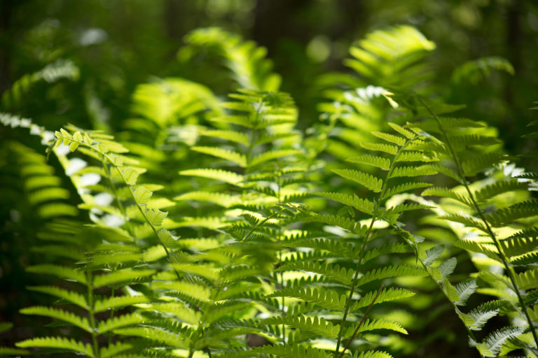 Sunlit Ferns