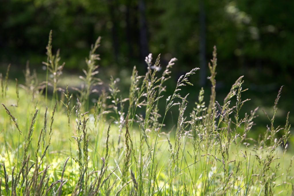 Bokeh Grass