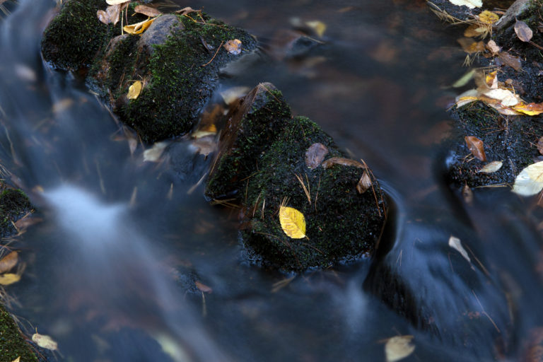 Yellow Leaf in a Dark Stream