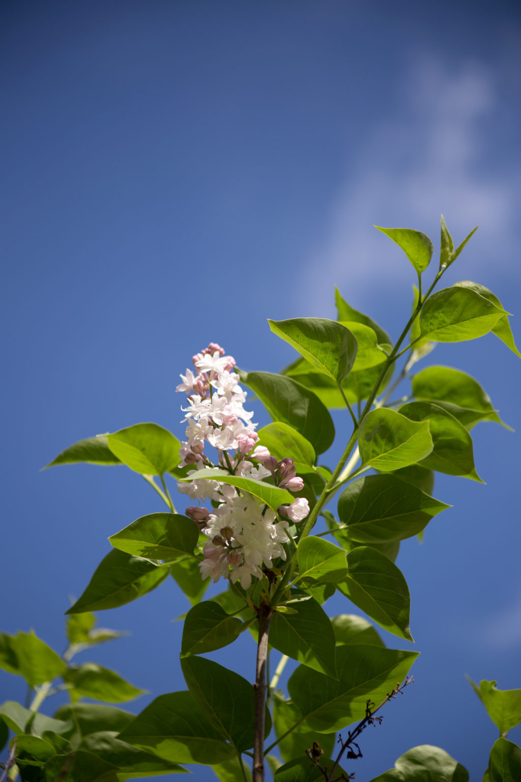 Lilac Against Blue Sky