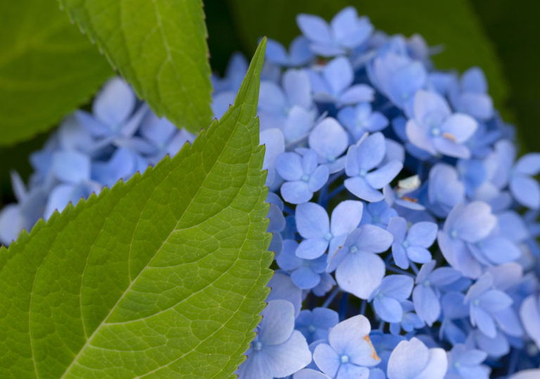 Blue Hydrangea, Green Leaf