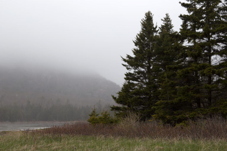 Where the Trees Meet the Pond in the Fog