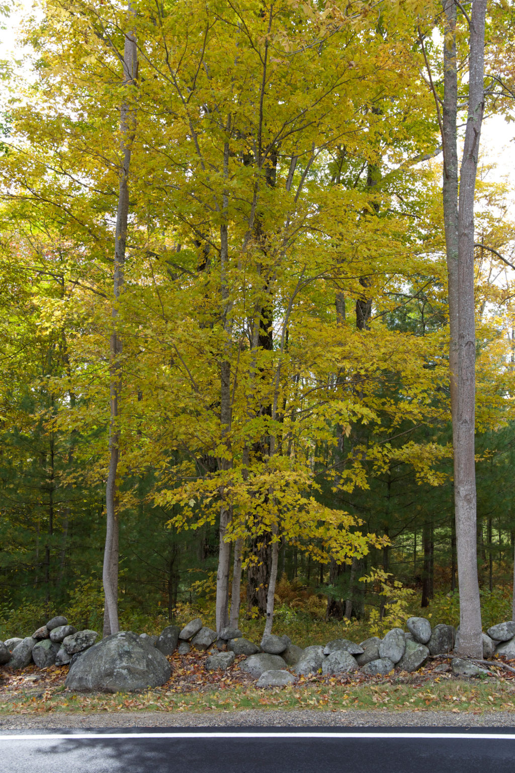 Stonewall and Fall Trees at the Edge of a Road