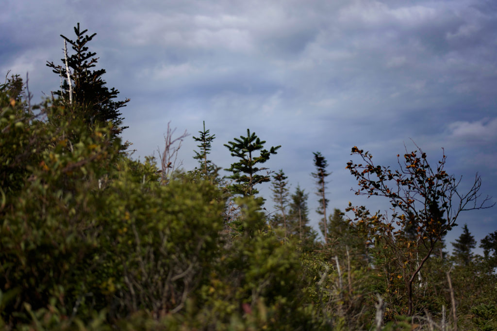 Brushy Treetops