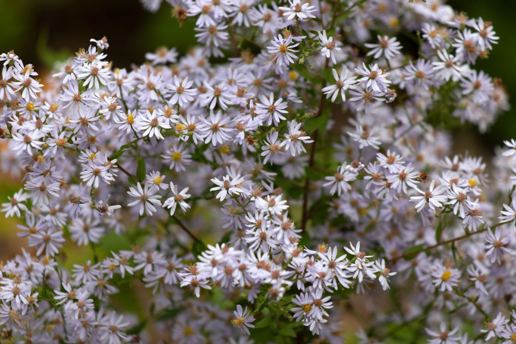 Lots of Little Daisies