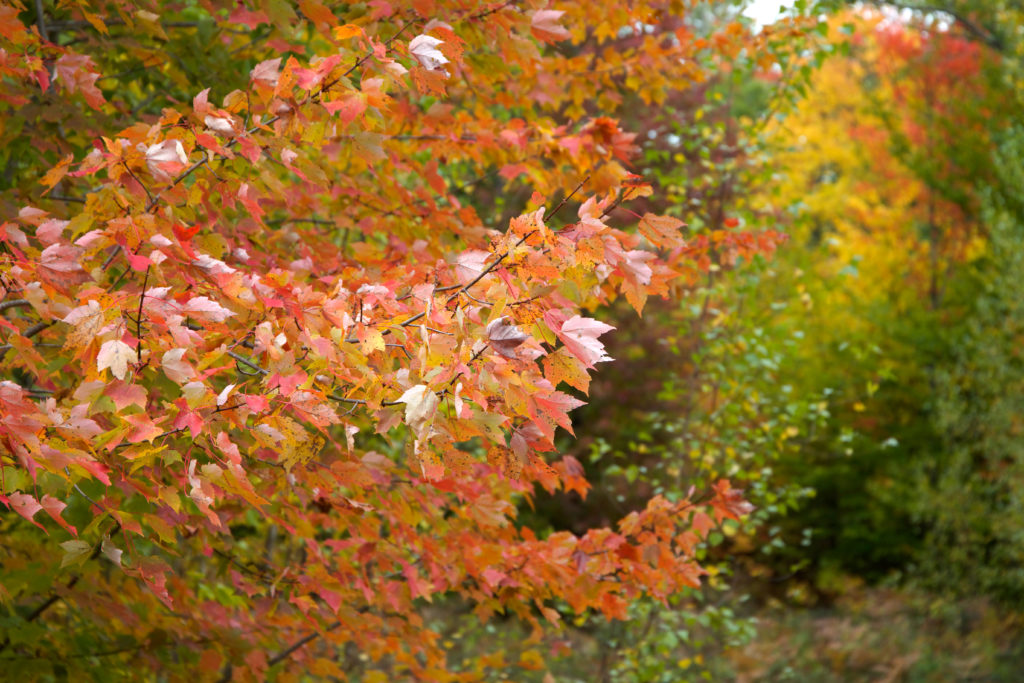 Autumn Foliage