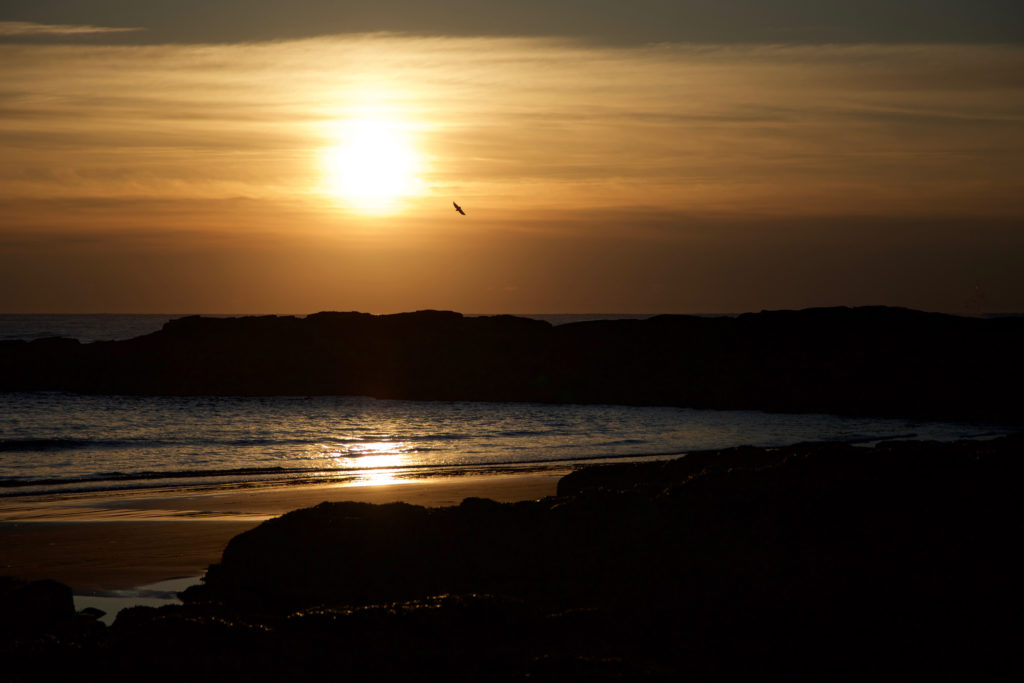 Bird Flying at Sunrise Over Ocean