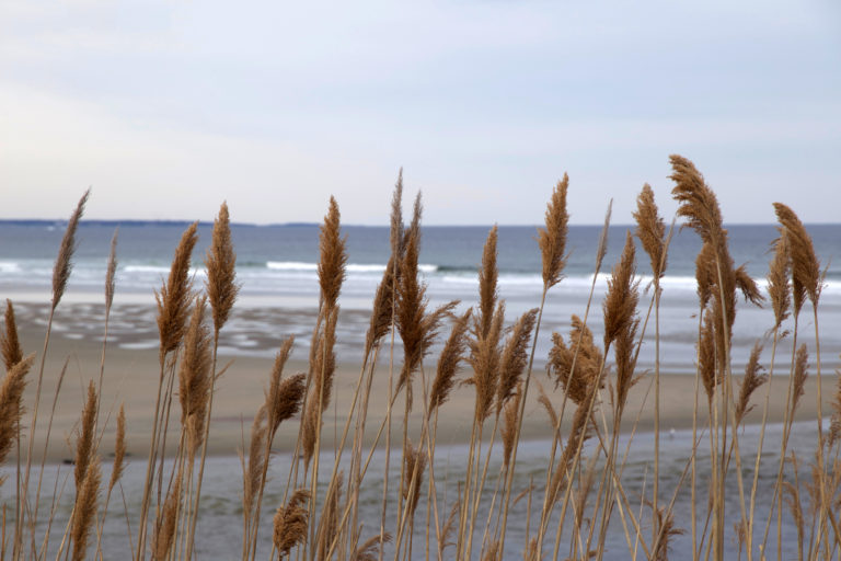 Tall Grass at the Seaside