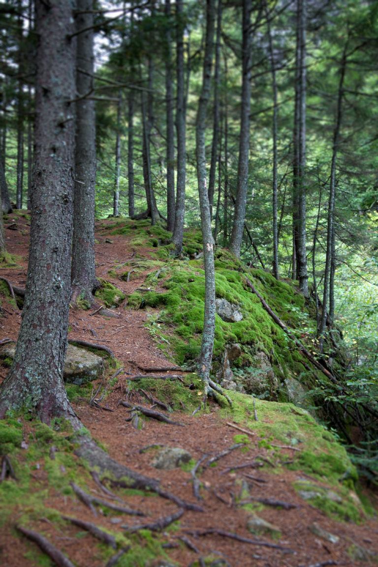 Mossy Hiking Path