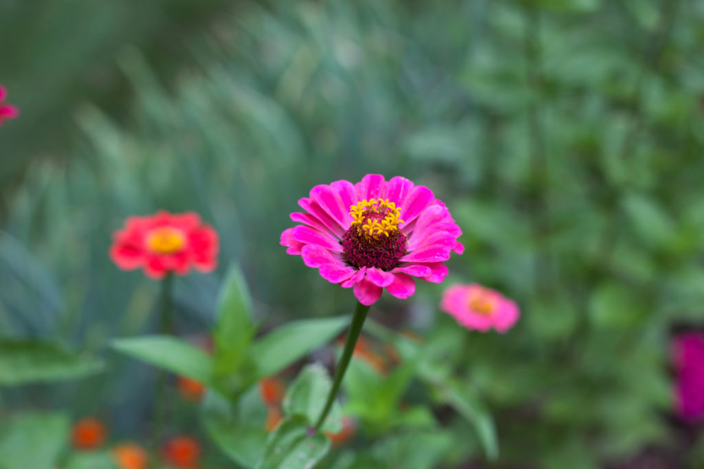 Vibrant Blooms