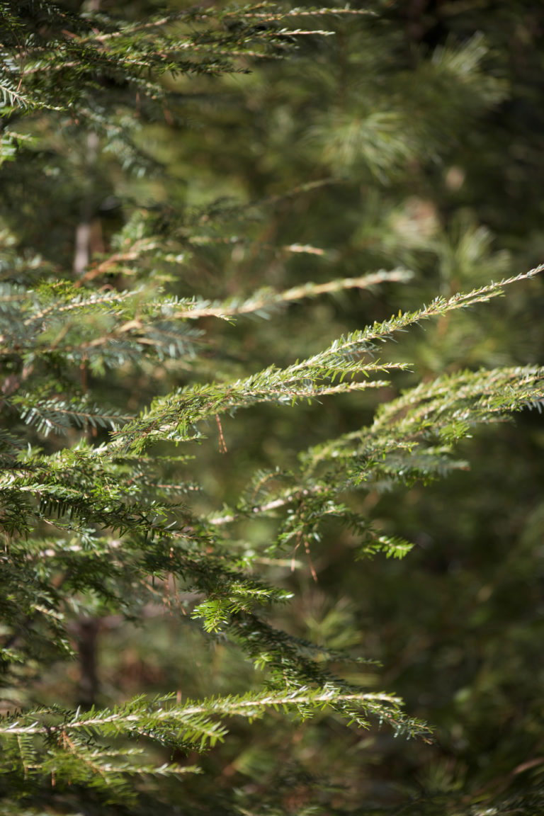 Evergreen Tree Branches