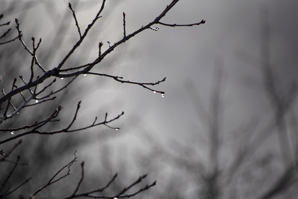 Dripping Tree Branches