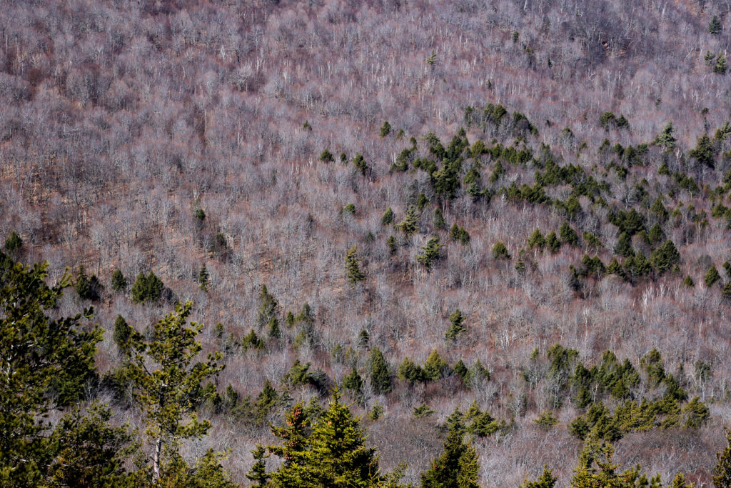 A Sea of Bare Deciduous Trees