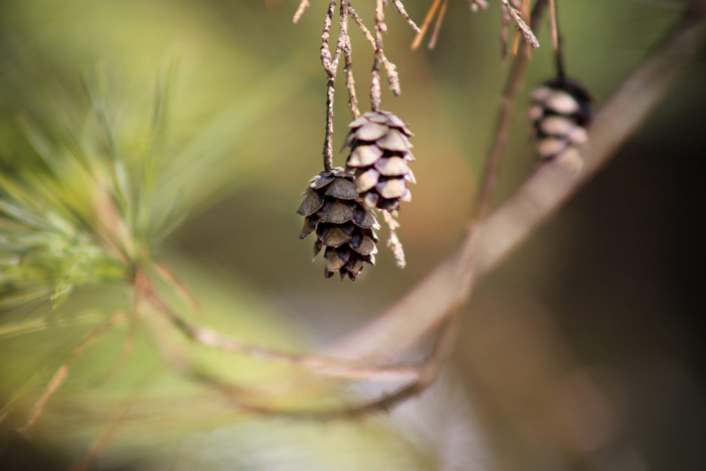 Tiny Pinecones