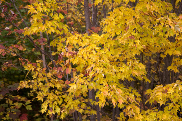 October Trees