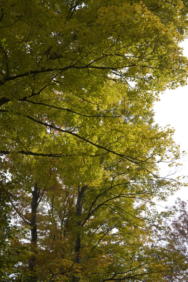 Leaves on Trees