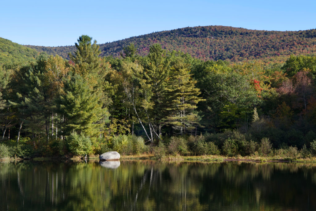 Still Pond Landscape