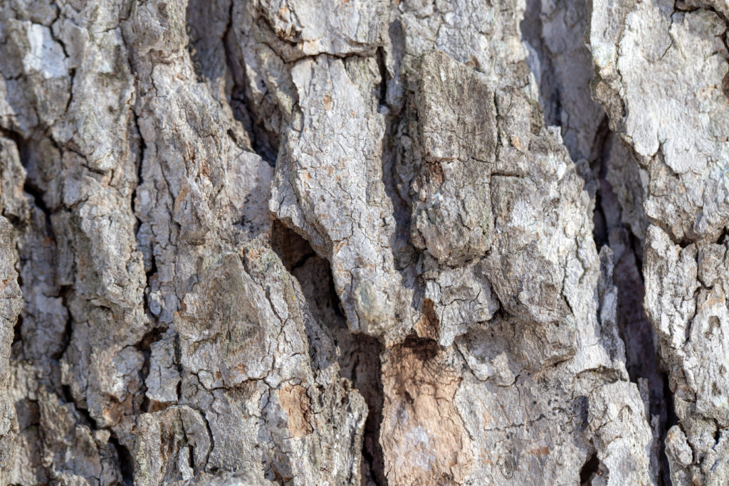 Rough Bark Texture