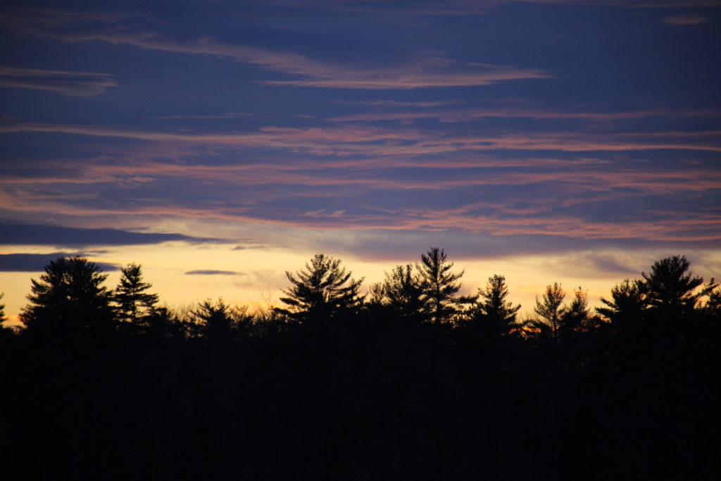 Trees and Clouds