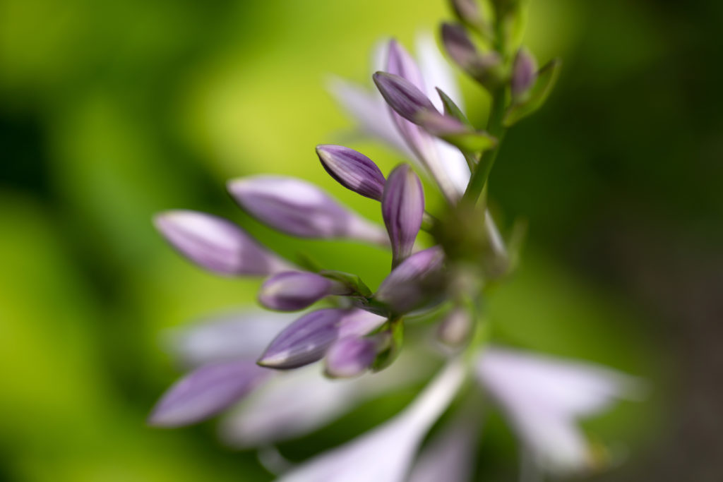 Hosta Flowers