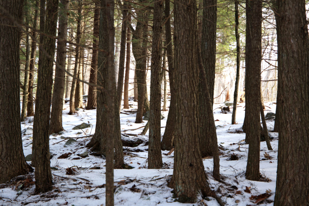 Looking Through the Woods on a Snowy Day