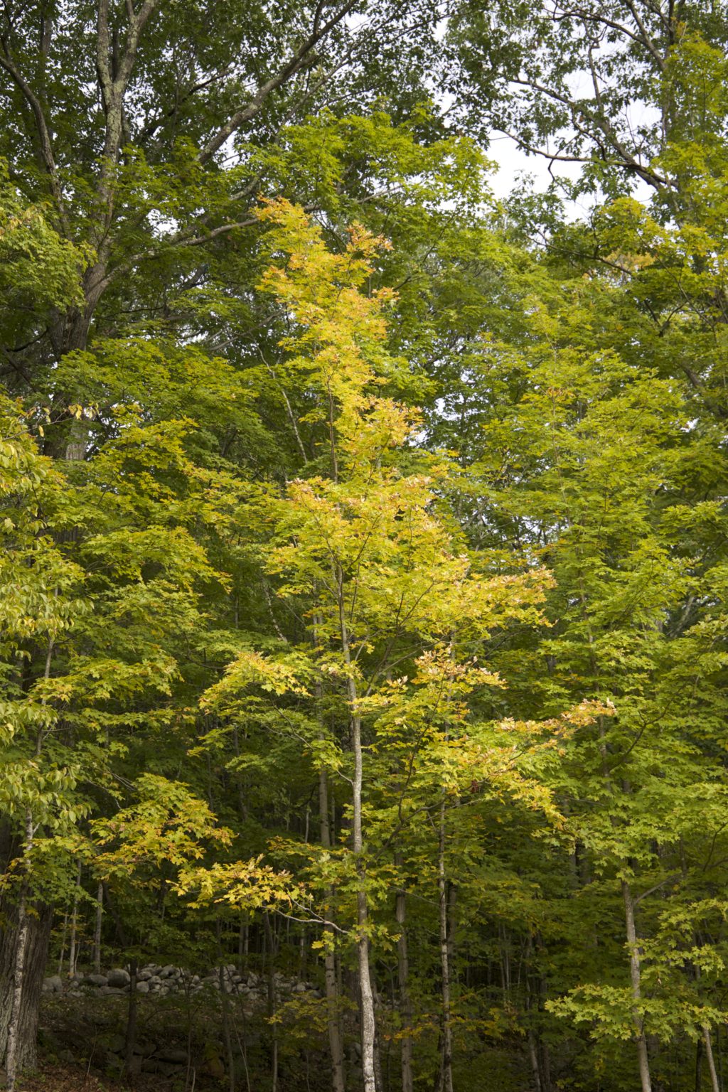 Skinny Fall Tree