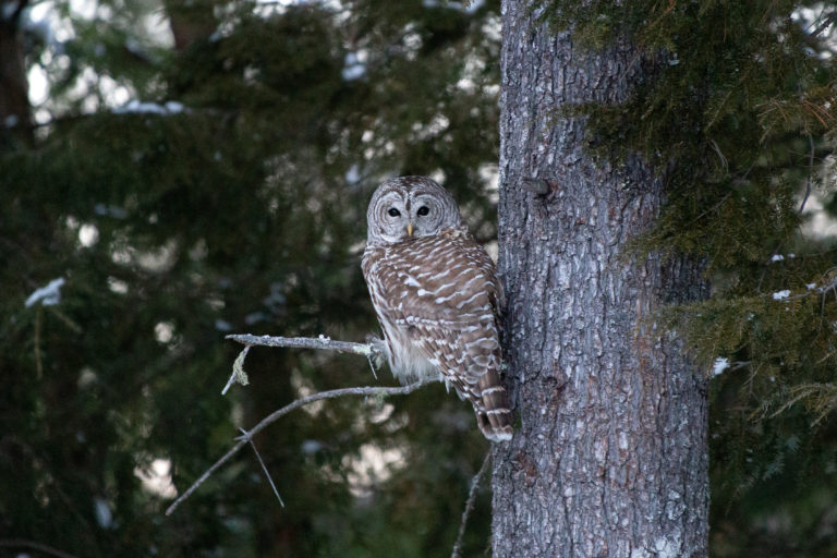 Barred Owl