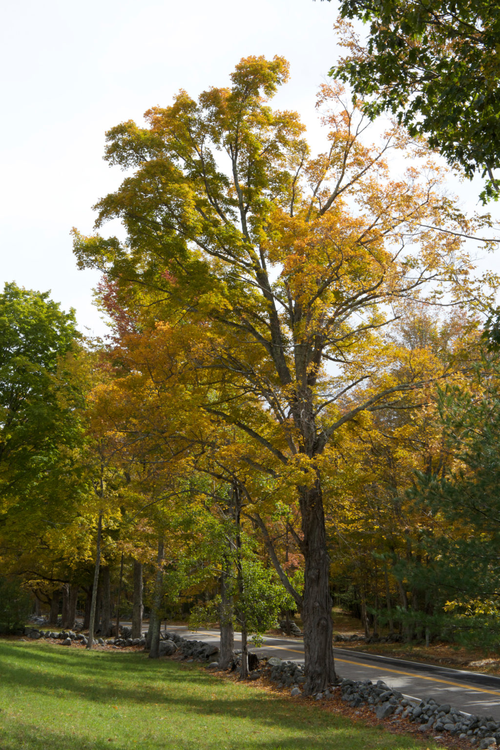 Fall Trees Next to Stonewall